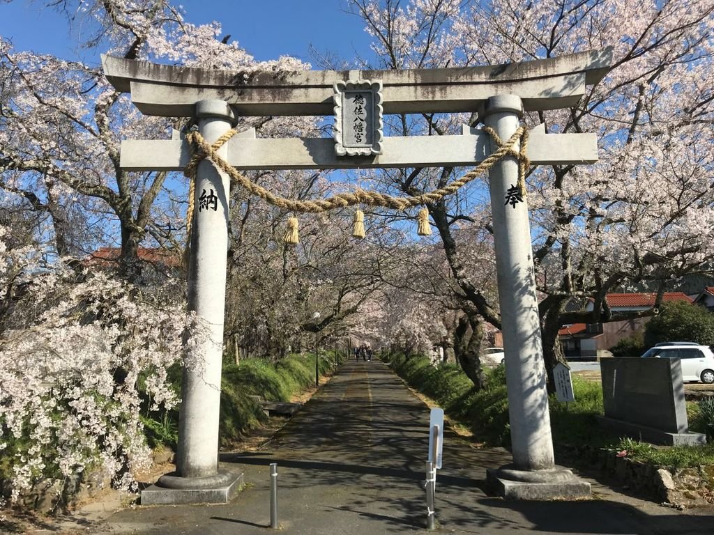🌸 도쿠사 하치만구 국가지정 명승 수양벚나무 (토쿠사 하치만구 쿠니노메이쇼시다레자쿠라) 이미지 8